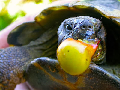 Hermann's Tortoise