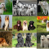 Quels sont les 10 plus beaux chiens du monde