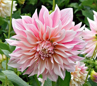 Gambar bunga dahlia