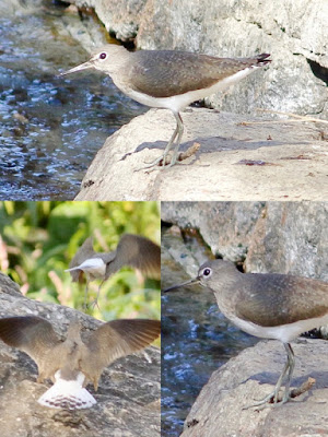 Green Sandpiper