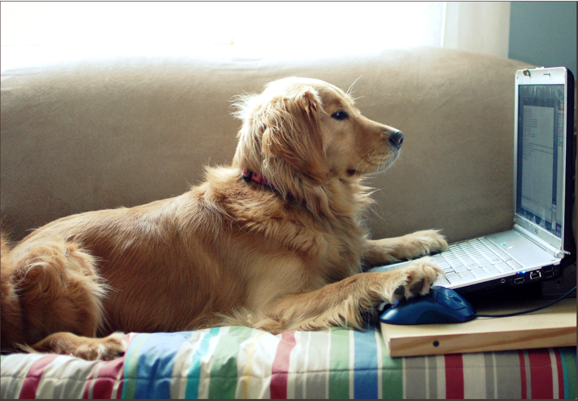 A Labrador Retriever in front of a laptop