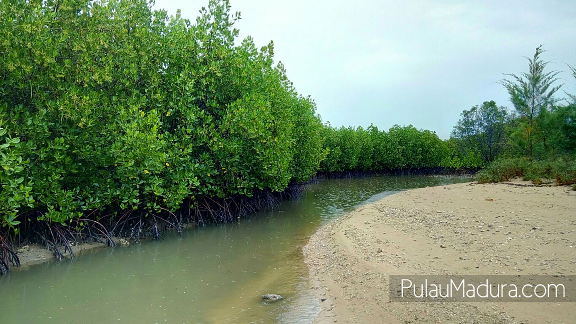 WOW! Ada Obyek Wisata Alam Hutan Mangrove di Desa Labuhan ...