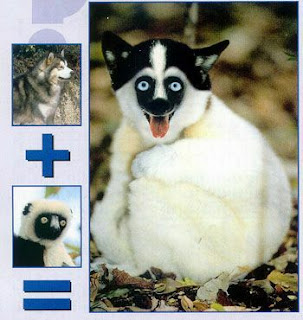 Montagens do Photoshop com animais.