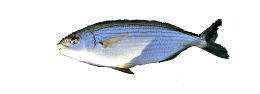 SOBOGA