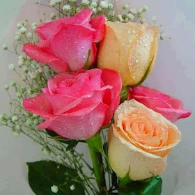 light pink yellow love rose image