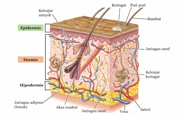 Gambar Struktur Anatomi Kulit