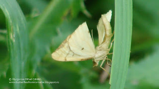 Gandaritis pyraliata DSC114666