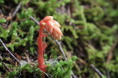 Pinesap - Pinesap - Monotropa hypopitys