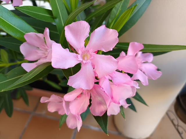 Adelfa (Nerium oleander L.).