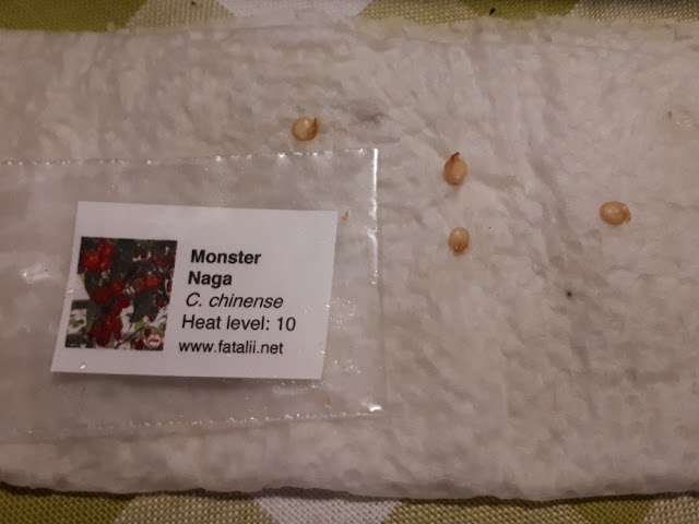 Monster Naga chili idätys