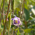 Small Flower Columbine 2021