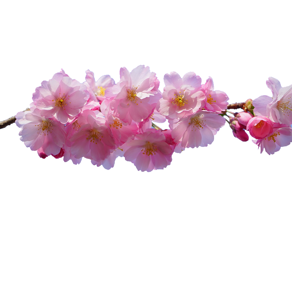  Gambar  PNG  Gambar  Bunga  Sakura 