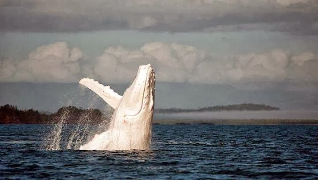 Migaloo, the only documented white humpback whale in the world, Queensland, Australia