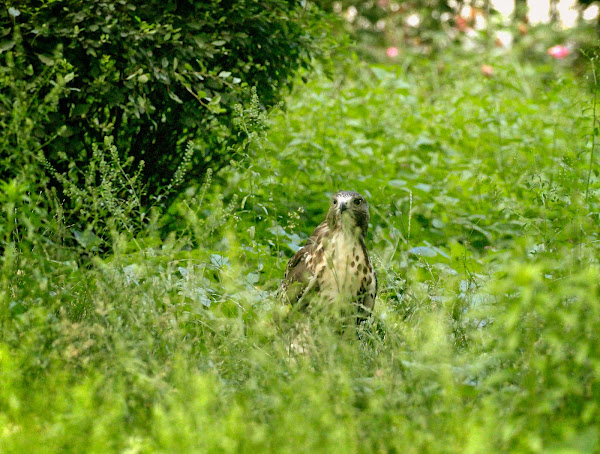 Fledgling red-tailed hawk in the grass in Tompkins Square