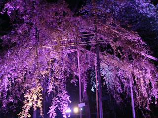 和歌山城 桜 紅しだれ