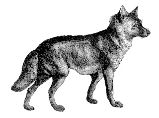 wolf image antique illustration drawing artwork digital download