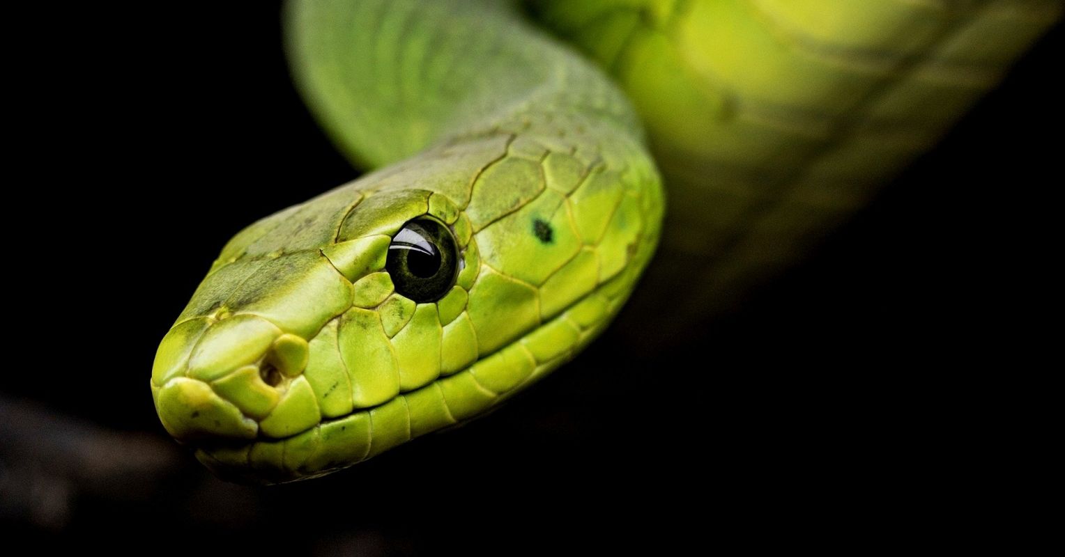 Can a snake yawn? Watch the video.