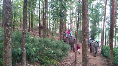 Best Elephant Rides in Kerala
