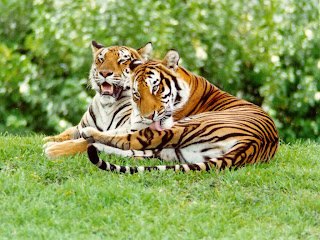 Tiger Pictures