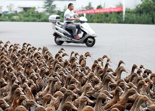 Jalan raya menjadi macet karena ulah bebek