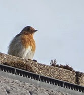 robin2