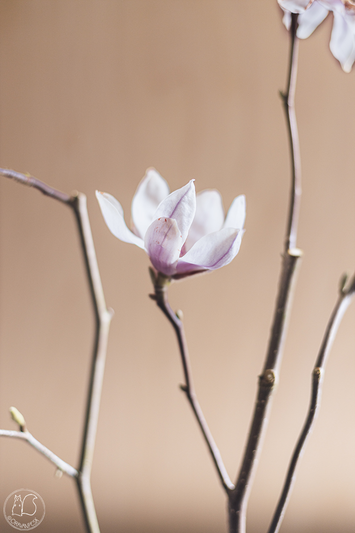 magnolian oksa ikebana