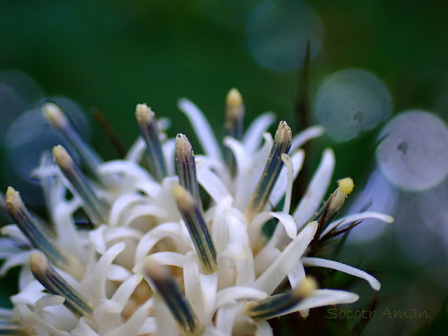 Atractylodes japonica