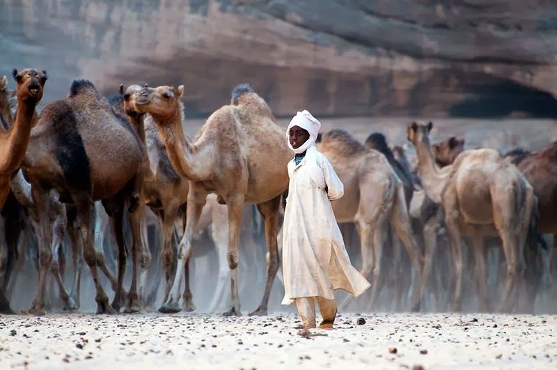 The Guelta d'Archei is the most famous permanent water source in the Ennedi region of Chad. Everyday, hundreds of camels are herded into the guelta in order to drink. That particular morning, one of the herdsmen was claiming that 850 of them were at once in the guelta. The value of a camel ranges between 250 EUR up to 800 EUR (and more). They are mainly raised for the milk they produce and as transport animals (not for the meat). 