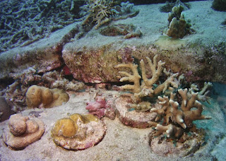 TRACC coral biscuits planted by volunteer and gap year divers for proactive marine conservation, growing on step reefs, pom pom island, semporna, Sabah