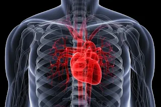 مكان القلب في جسم الإنسان