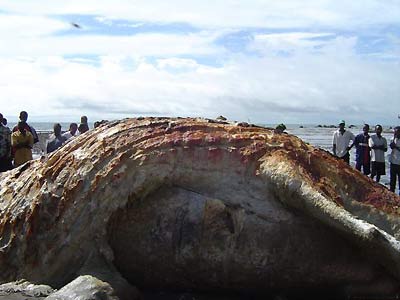 Penemuan Raksasa Laut Misteri Di Pantai Republik Guinea