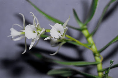 Oeoniella polystachys orchid plant care and culture