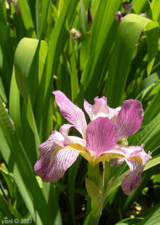 purple iris