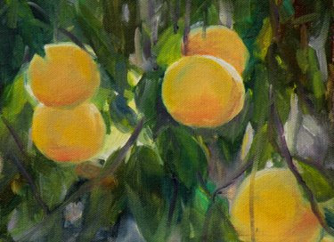 close up oil painting of grapefruit hanging on a tree copyright Nancy Moskovitz