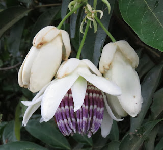 Passiflora riparia