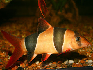 Clown Loach Fish Pictures