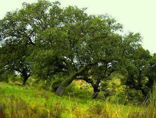 Quercus ilex - Encina
