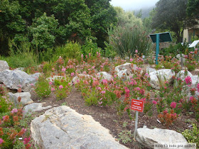 Kirstenbosch Botanical Garden