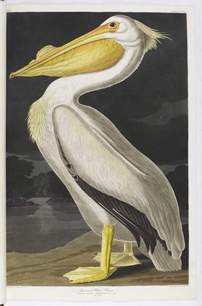 birds-of-america (12)