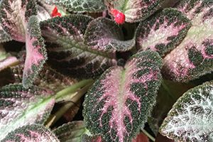 Variegated leaves and tiny red flowers of Cyrtudeira