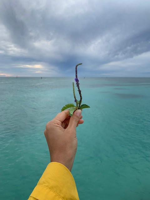 visit dry tortugas