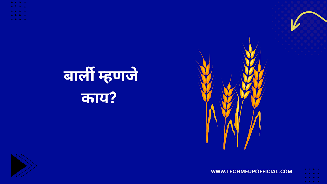 Barley In Marathi