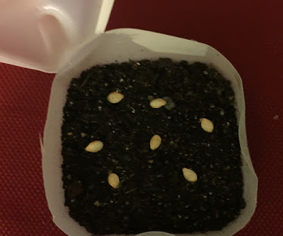 seeds in soil in milk jug