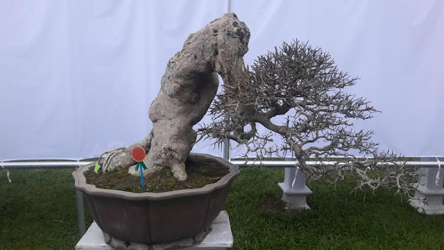 Gambar Tinggi Bonsai