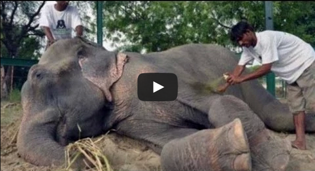 Elefante llora al ser liberado tras 50 años encadenado... Te hara llorar de felicidad