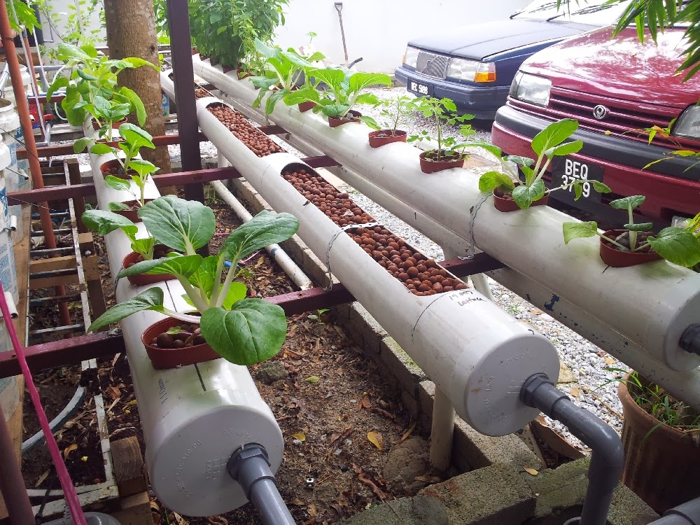 Affnan's Aquaponics: Steven's Aquaponics