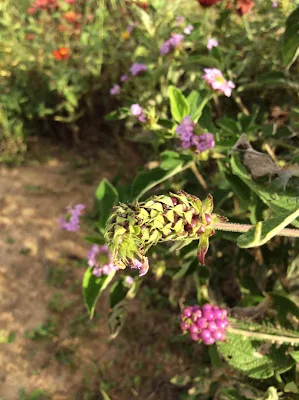 Planta medicinal - Lantana trifolia