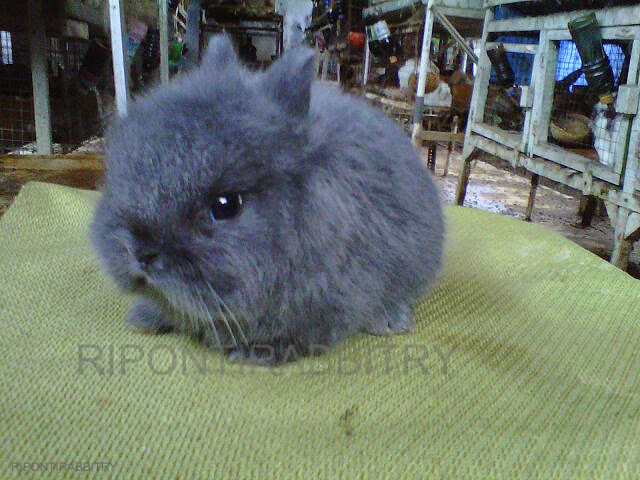 Mengenal Netherland Dwarf True Dwarf - Kelinci