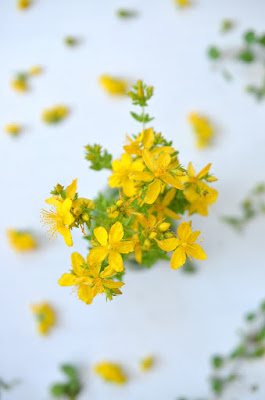 Johanniskrautblüten leuchten gelb auf weißem Hintergrund.