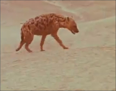 Hyena from Dirkie / Lost in the Desert